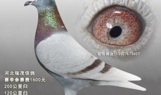 最好用的远程控制软件有哪些 灰鸽子远程控制教程