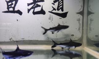 太大了装不下了 太大了装不下了