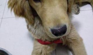 徐州宠物狗 徐州宠物狗