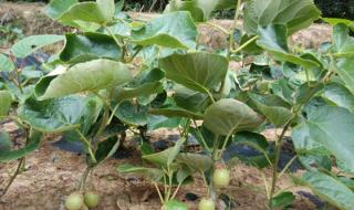 猕猴桃是那个国家的 猕猴桃价格