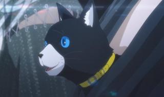 无双猫表情包 无双猫表情包